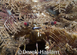 Velvet swimming crab. Menai strait's. D200, 60mm. by Derek Haslam 